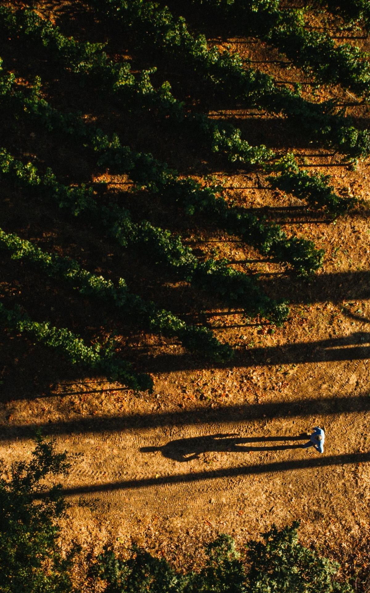 Overhead photo of Winemake Chris Carpenter in a vineyard