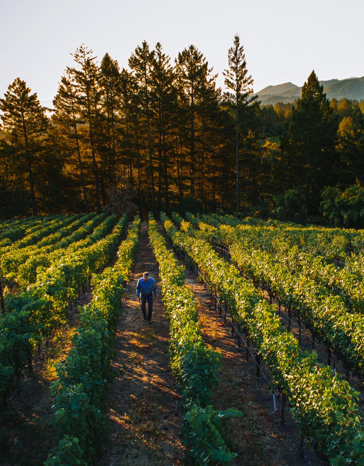 Caladan Vineyard