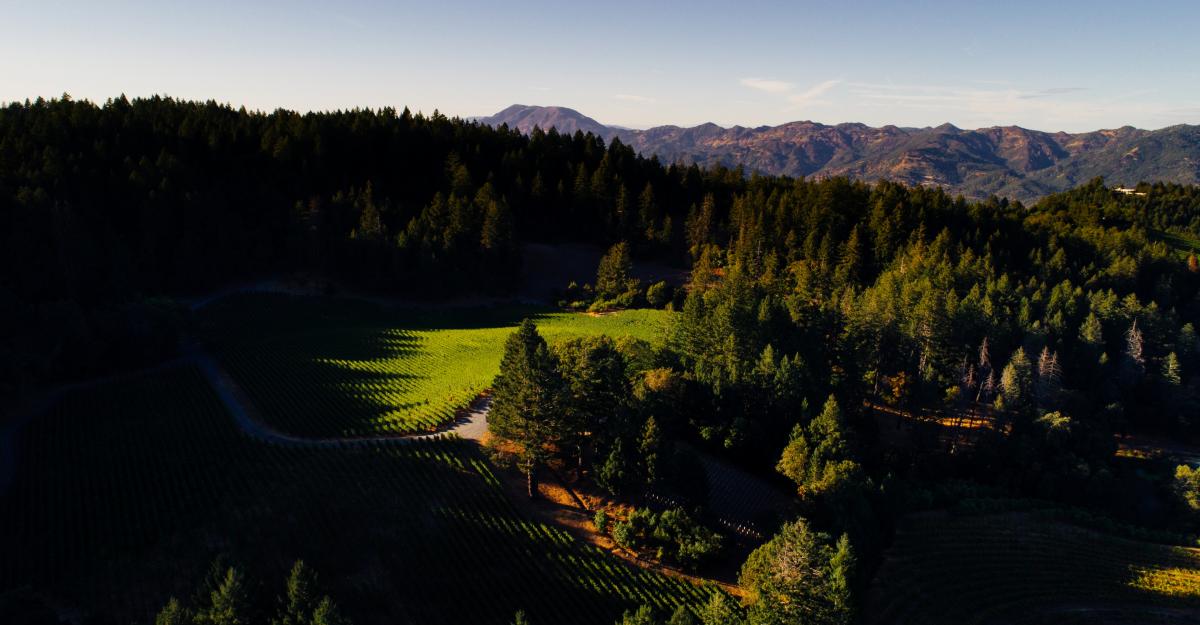 Overlooking Caladan vineyards.