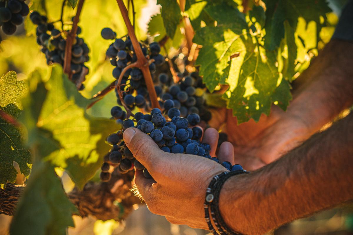 Winemaker Chris Carpenter holding Caladan wine grapes on the vine